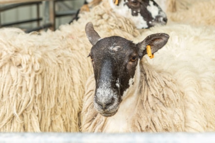 Woolly Weekend at the National Museum of Rural Life.  Photo © Claudia Scandella (10)