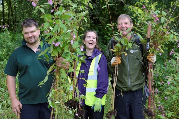 Volunteers and reserve officer Jeremy Squire removing himalayan balsam from the shores of Loch Leven National Nature Reserve 2019 (c)Lorne Gill-SNH