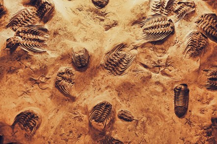 trilobite fossils credir pexels-alejandro-quintanar