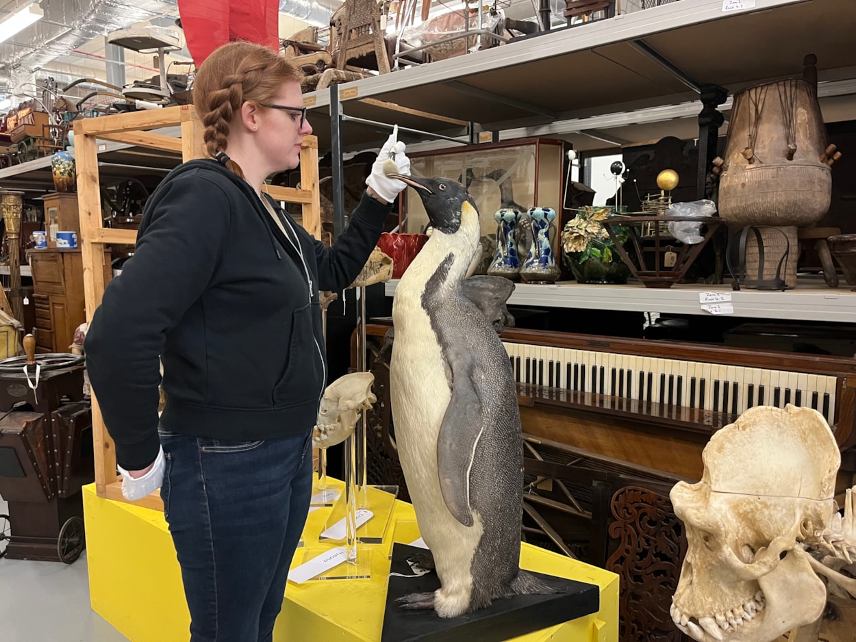 Big birds: Curator Sarah Burhouse with a magnificent mounted emperor penguin, believed to have been collected during an Antarctic expedition, which was among the specimens being cared for. The penguin, which has only recently gone back on display at the centre, has been cleaned and checked for any of the pests which can cause damage to taxidermy if left unchecked.