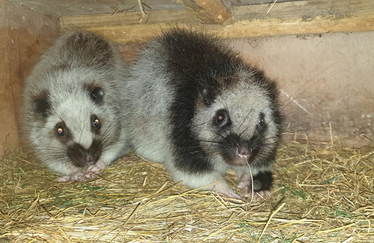 Cloud rats Bonnie and Clyde: Lotherton Wildlife World's new additions, Bonnie and Clyde the cloud rats.