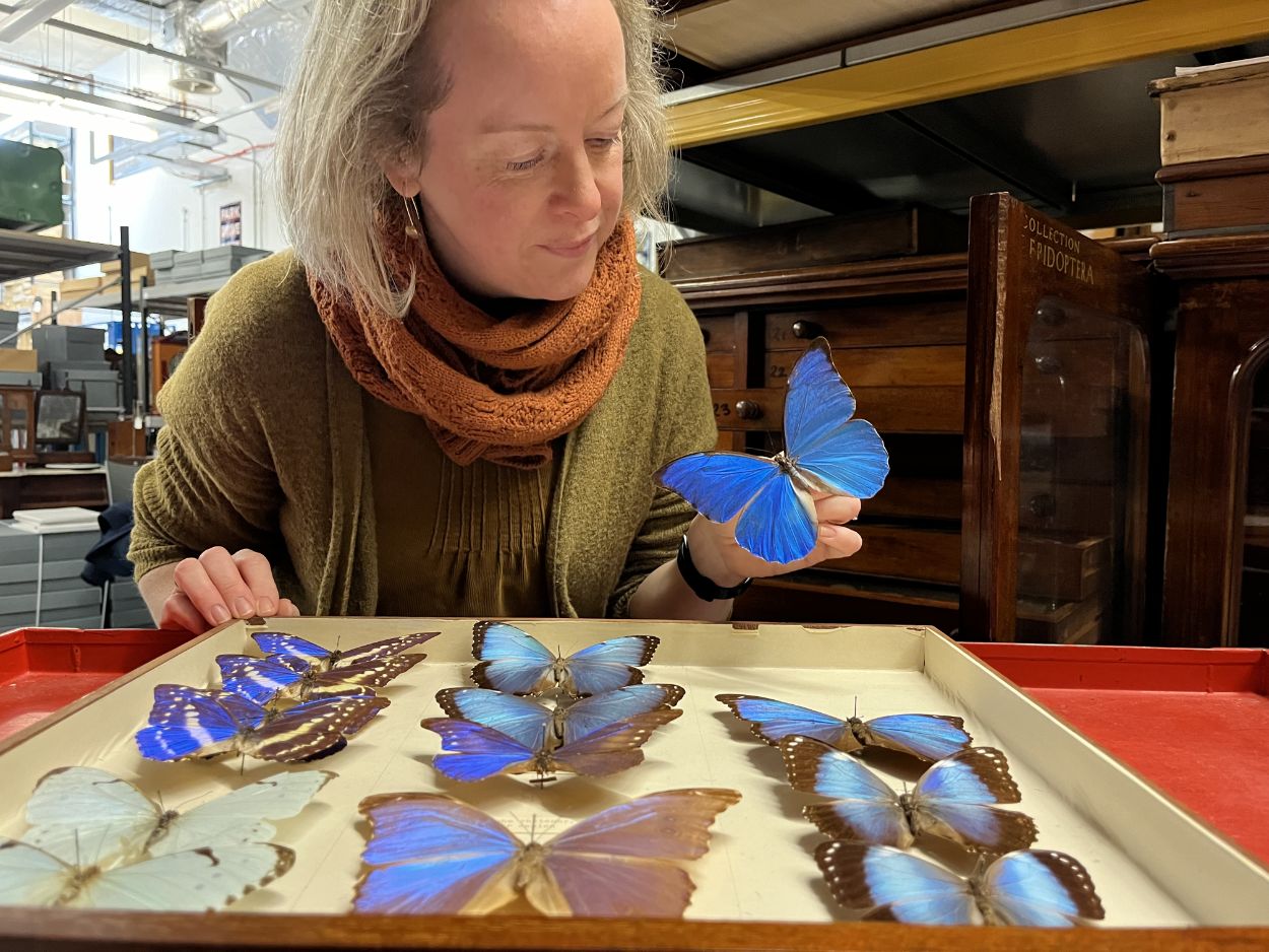 Butterflies at Leeds Discovery Centre: Clare Brown, Leeds Museums and Galleries' curator of natural sciences holds a Blue Morpho, among the largest butterflies in the world, with wings spanning from five to eight inches. 
Found in Central and South America, the butterfly’s vivid blue colouring comes from light reflected off microscopic scales on the backs of its wings.