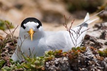 Nesting roseate tern - free use cShutterstock-Gary Unwin