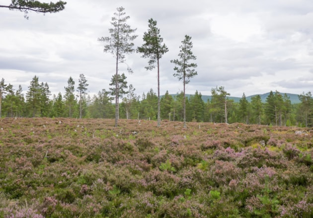 1 Dell Woods (2010) ©NatureScot