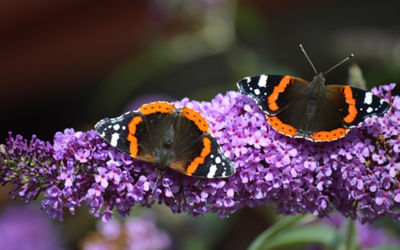 Buddleia for a wildlife garden