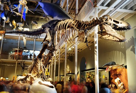 Natural History galleries, National Museum of Scotland. Photo © National Museums Scotland-3
