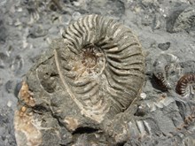Bearerraig Skye - ammonites - image credit Colin MacFadyen / NatureScot: 170 million year old Ammonite fossils from Skye.