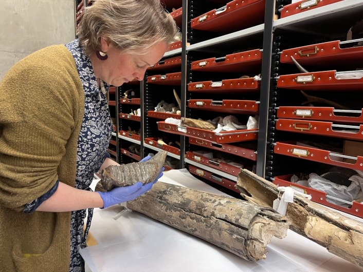 Mammoth tusk: Clare Brown, Leeds Museums and Galleries' curator of natural sciences, with an ancient mammoth tooth which is also stored alongside the mammoth tusk at the Leeds Discover Centre.