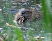 Beaver Matt Smith May 2024: Beaver Matt Smith May 2024