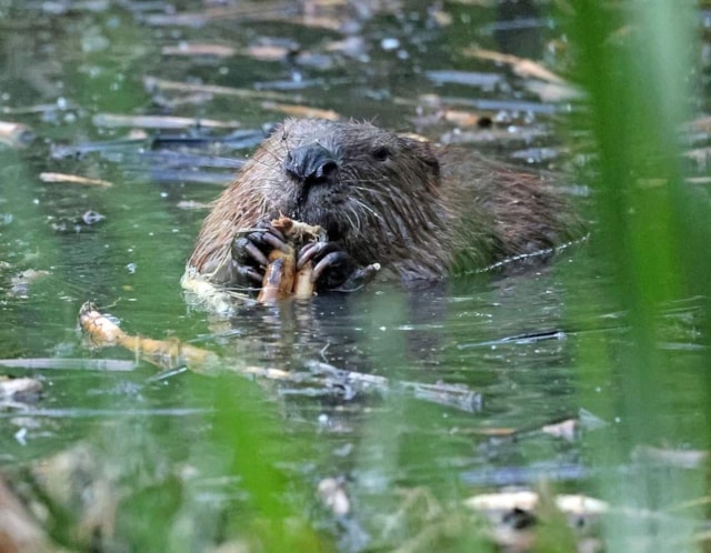 Beaver Matt Smith May 2024
