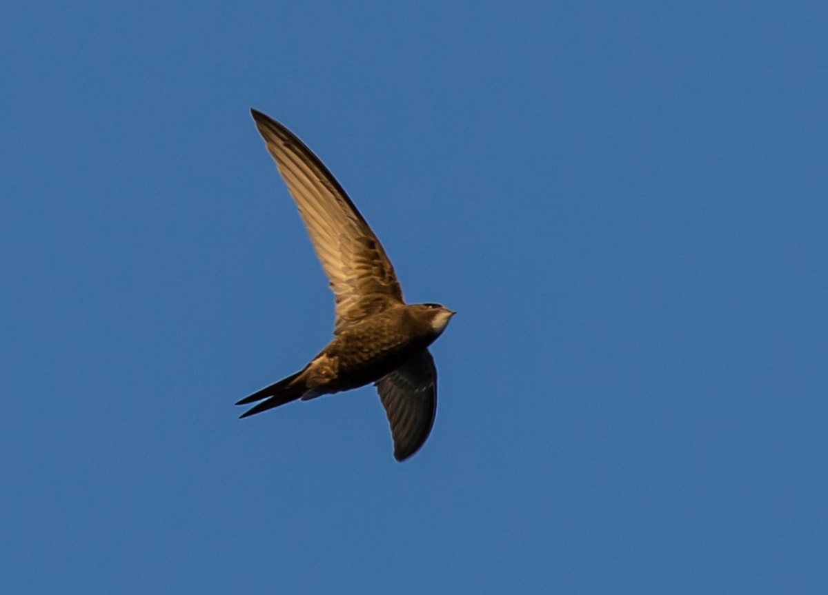 Swift in flight - Cyflym yn hedfan