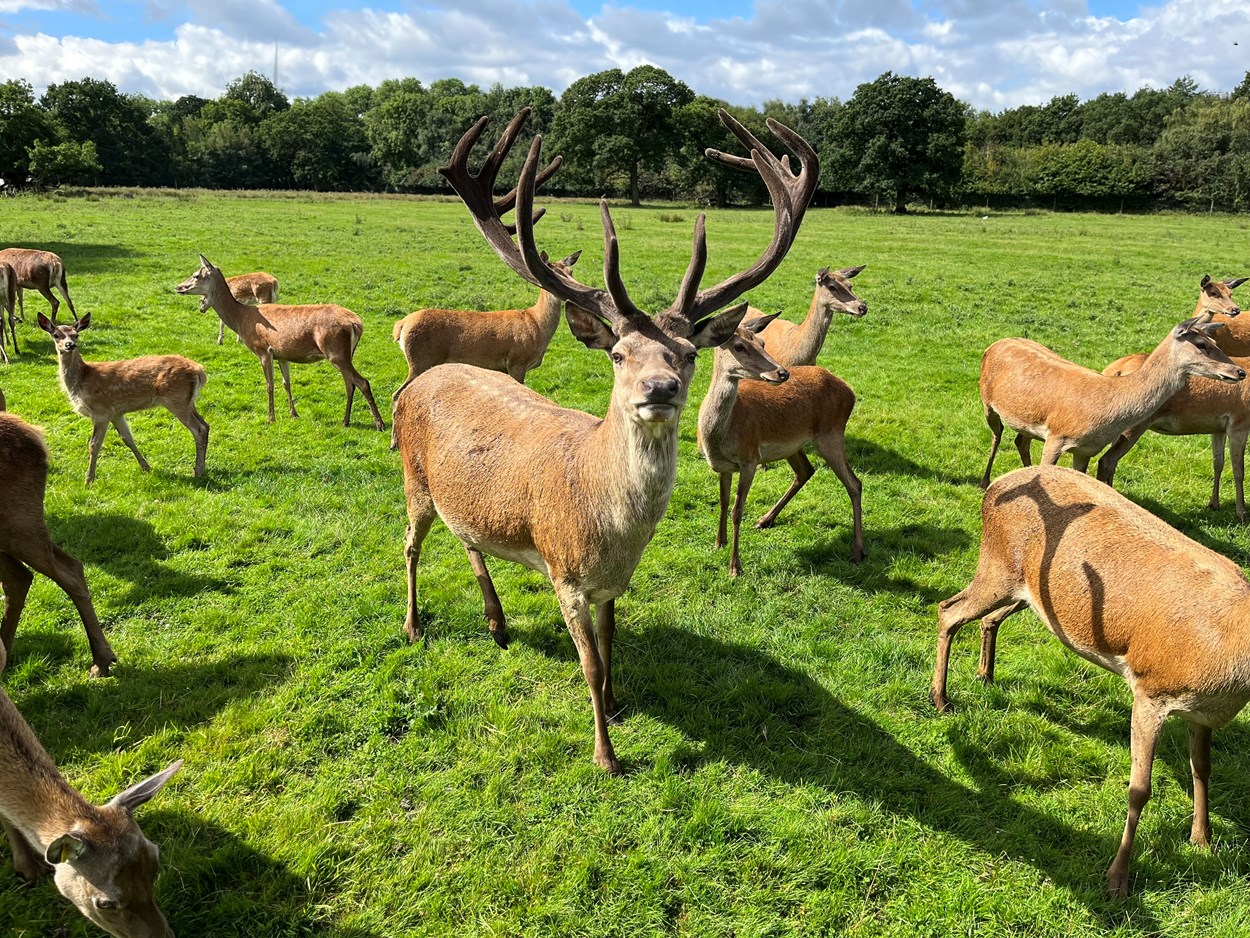 Deer park tours at Lotherton: Lotherton has been home to red deer since the 1980s, and today an estimated 45-strong herd, led by an impressive stag affectionately known as Teddy, lives in Lotherton’s specially maintained deer park.

Over the school summer holidays, visitors can join a brand new programme of tractor trailer tours, with staff taking them out into the park and amongst the herd as they learn more about the magnificent animals and their habitat.