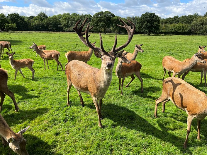 Chance to make some deer friends at Lotherton this summer: IMG 7770