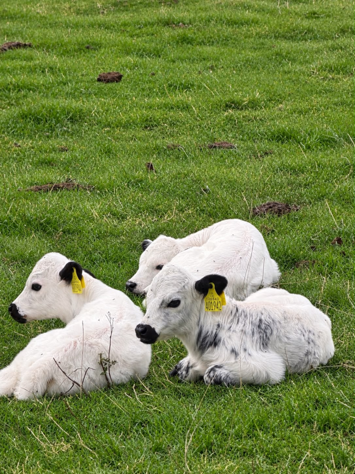 Vaynol calves 1: One of the rarest cattle breeds in the UK has had calves at Temple Newsam’s home farm.