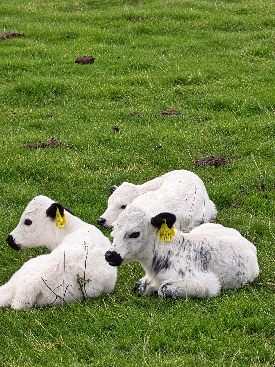 Vaynol calves 1: One of the rarest cattle breeds in the UK has had calves at Temple Newsam’s home farm.