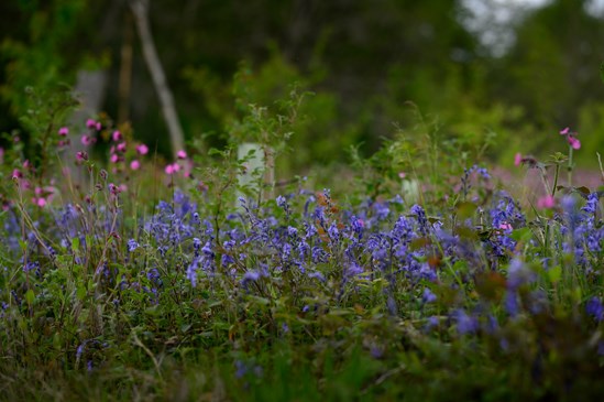 Bluebells and red campions at Cubbington Woods, May 2022