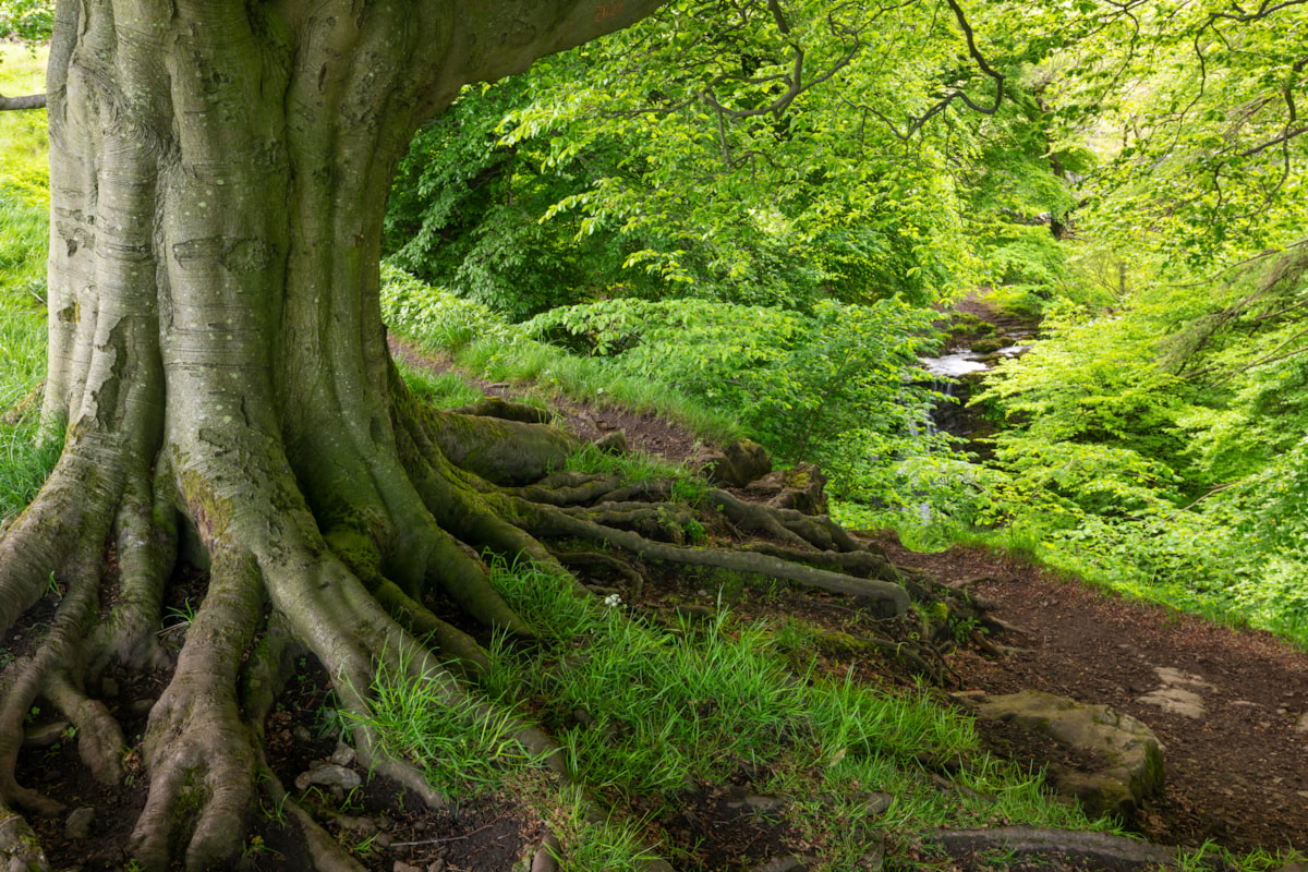 Ancient Tree at Scaleber Wood June 2022 Photo by Adam Burton  WTML