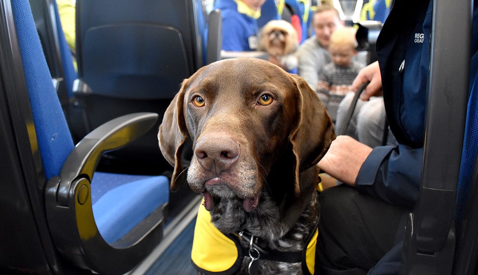 Dogs at Blackpool 8