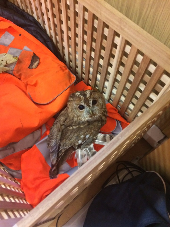 Lucky escape for ‘Tony the Tawny’ rescued from the railway after Storm Ophelia: Tony the Tawny waiting for the RSPB-2