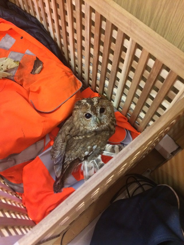 Tony the Tawny waiting for the RSPB-2