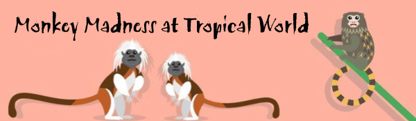 Monkey Madness at Tropical World: Monkey Madness at Tropical World