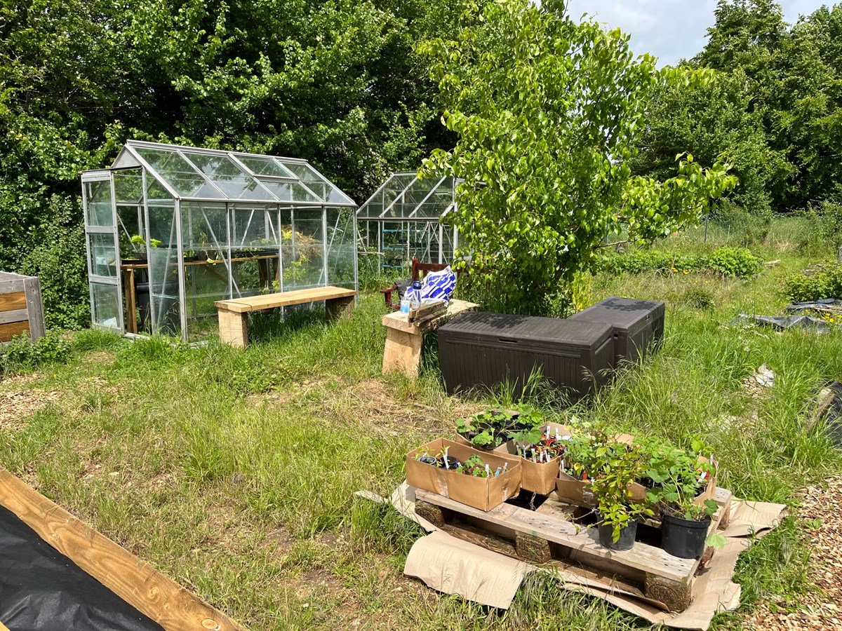 Greenhouse, storage boxes, upcycled benches at the allotment