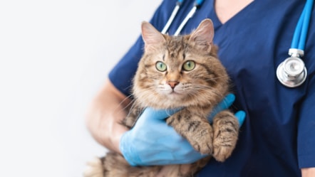 Cat at the vet