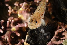 A painted goby on the North Strome maerl bed, Loch Carron