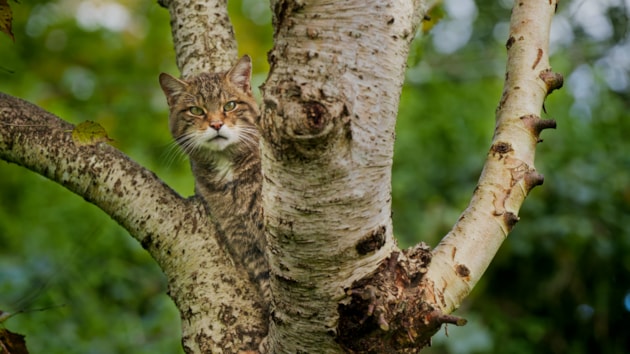 First year of wildcat reintroduction project hailed as big success: Film still credit SCOTLAND The Big Picture