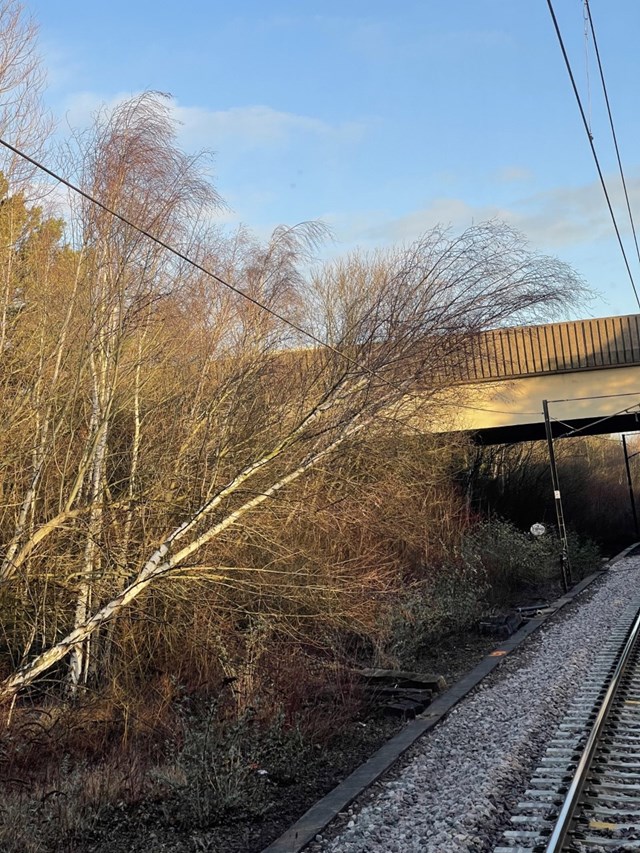 Tree fallen on overhead electric wires near Peterborough