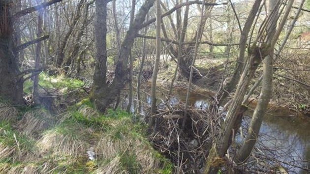 River restoration in Aviemore to help rare mussels and locals: Spey 1 - EnviroCentre Ltd