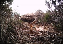 Adult female hen harrier with small young - credit Brian Etheridge