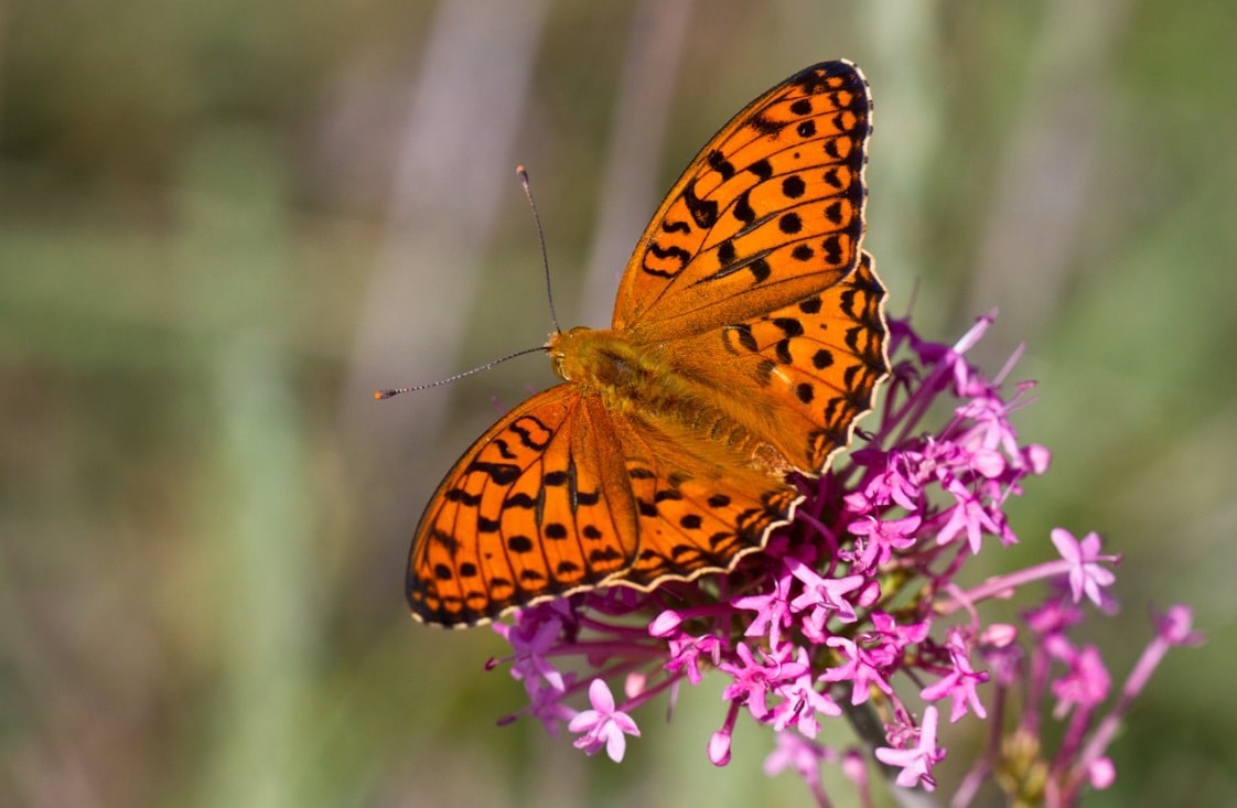 The High brown fritillary butterfly will be helped