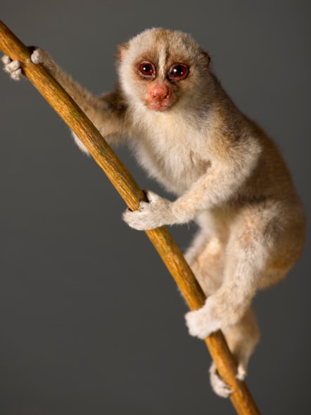 Bengal slow loris. Copyright National Museums Scotland (1)