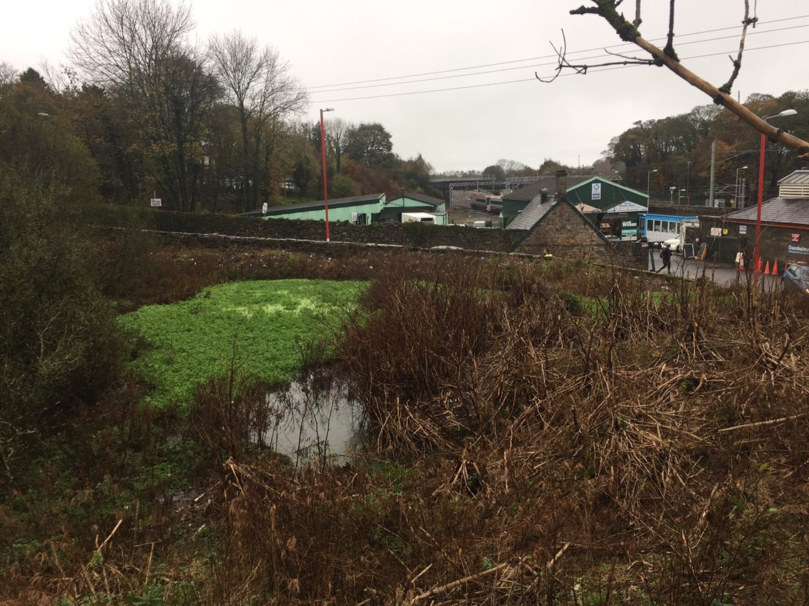 Pond before
