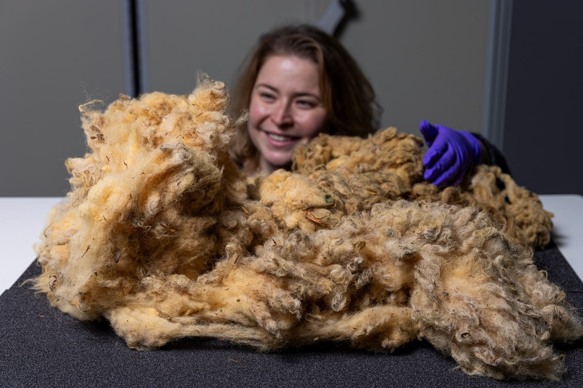 Curator Sophie Goggins with Dolly the Sheep fleece. Photo © Duncan McGlynn (9)