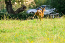 Roe doe running with cars in background ©Rhiannon Law/NatureScot