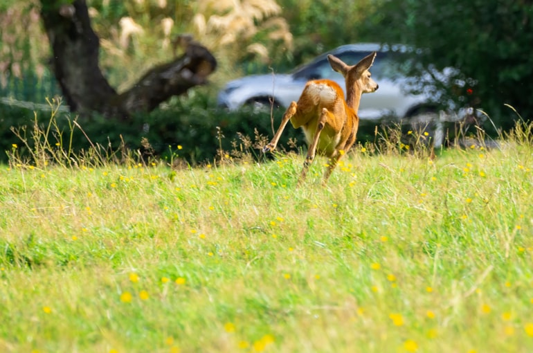 Warning: roe deer on the move