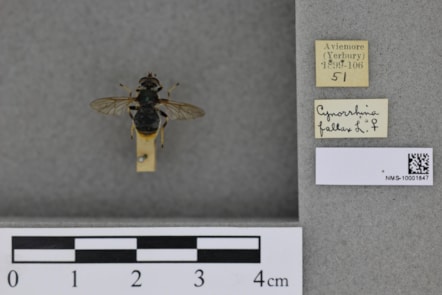 DiSSCo first specimen hoverfly digitisation credit National Museums Scotland