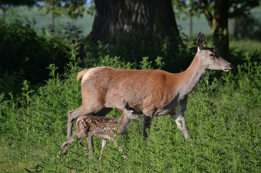 Visitors delighted as Lotherton welcomes 25 newborn fawns : dsc-7380.jpg