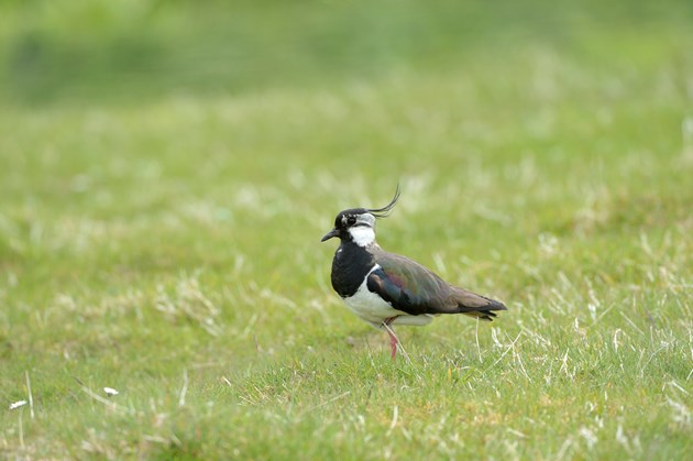 Update on Strathbraan licence to cull ravens: Lapwing-D9762