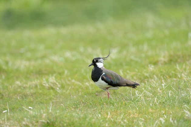 Lapwing-D9762