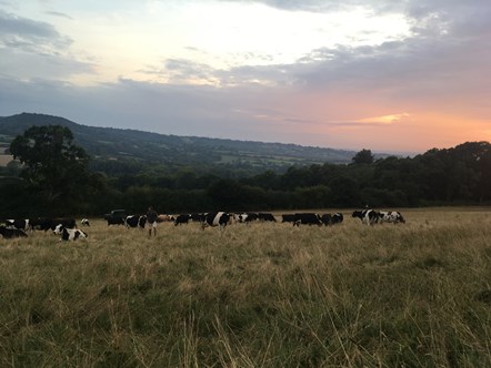 Cows at sunset