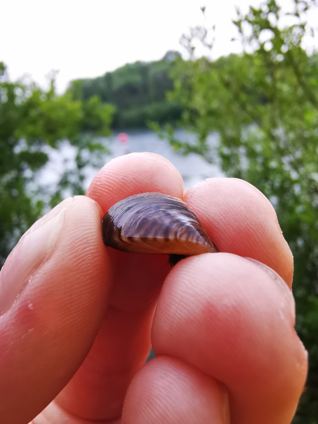 Zebra Mussell
