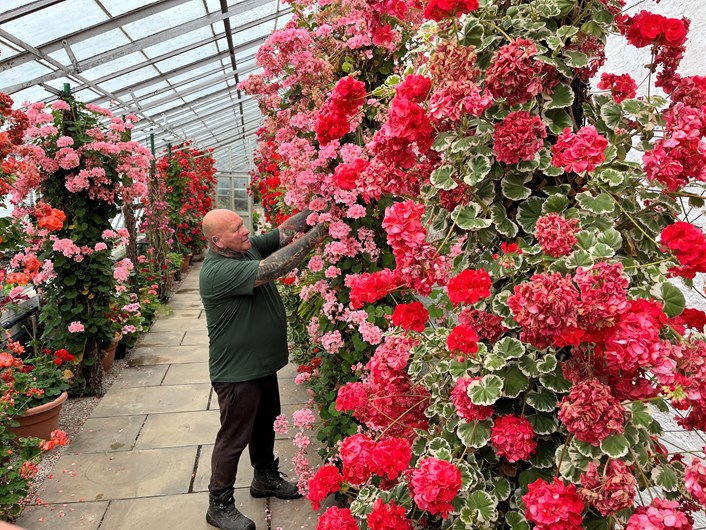 Temple Newsam hothouse: Head gardener Mick Jakeman tends to the stunning Zonal Pelargoniums which have burst into life in the hothouse at Temple Newsam's Walled Garden.