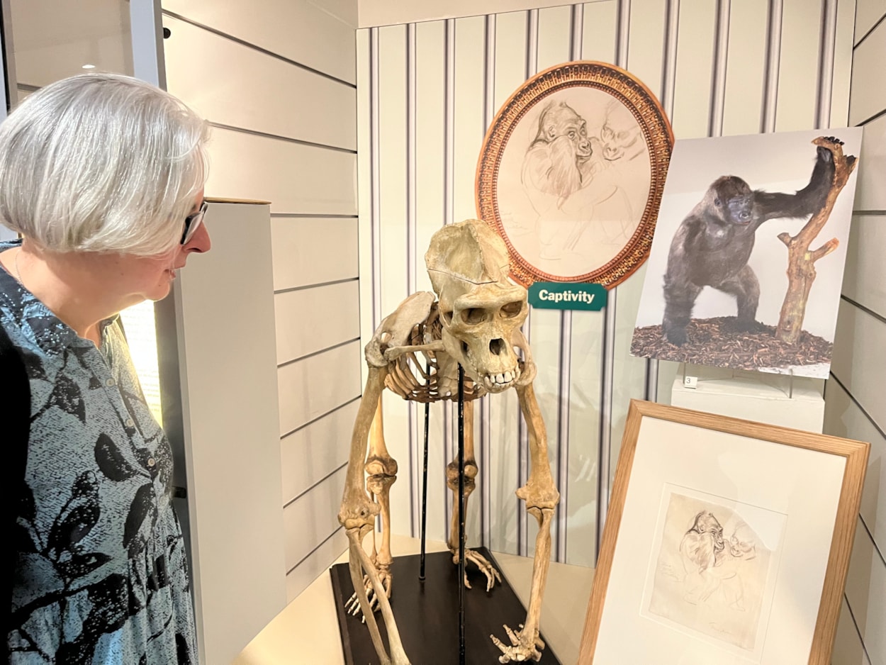 In the Picture: Curator Kitty Ross with the skeleton of Mok the gorilla, who in life was one half of a primate celebrity couple.
Captured in Central Africa, Mok was originally put in a cage in the lobby of a Parisian hotel before being bought by London Zoo and shipped to the capital in 1932.
The skeleton is on display as part of In the Picture at Abbey House Museum.