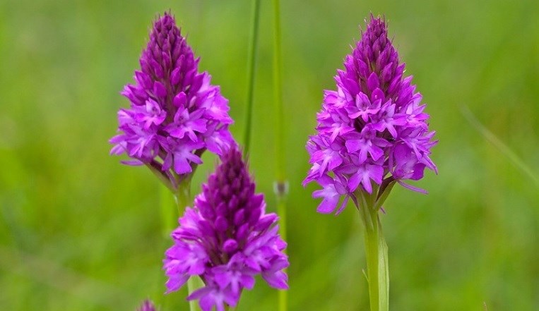 HS2 and wildlife volunteers in the West Midlands partner up to find new homes for precious wild orchids: Pyramidal Orchids translocation to Warwickshire nature reserve July 2020