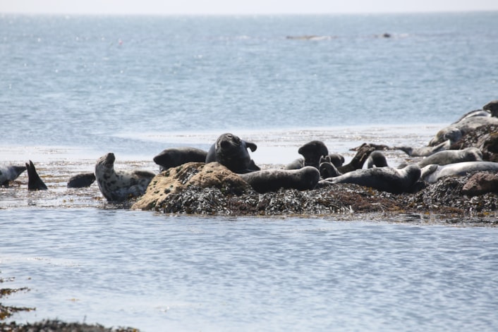 Seals 24450-bardsey-island-gwynedd-2: Seals 24450-bardsey-island-gwynedd-2