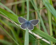 Species on the Edge - Small Blue - credit Jim Asher