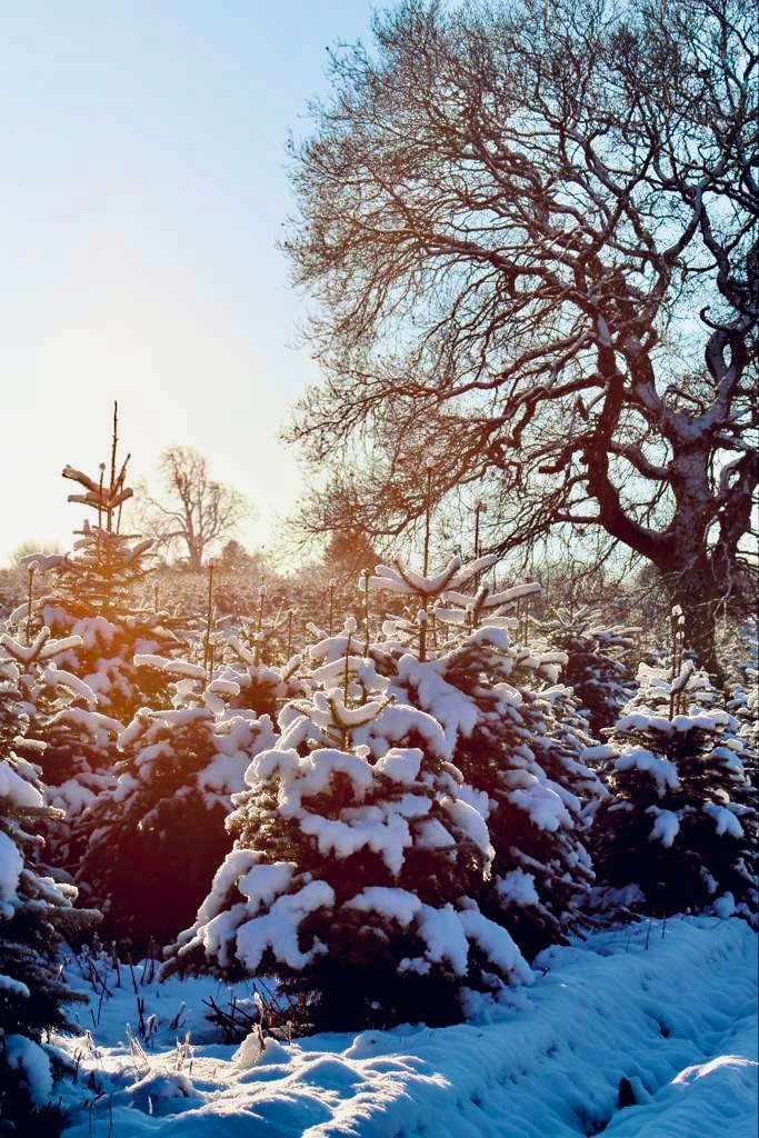 Stockeld Park Christmas Trees